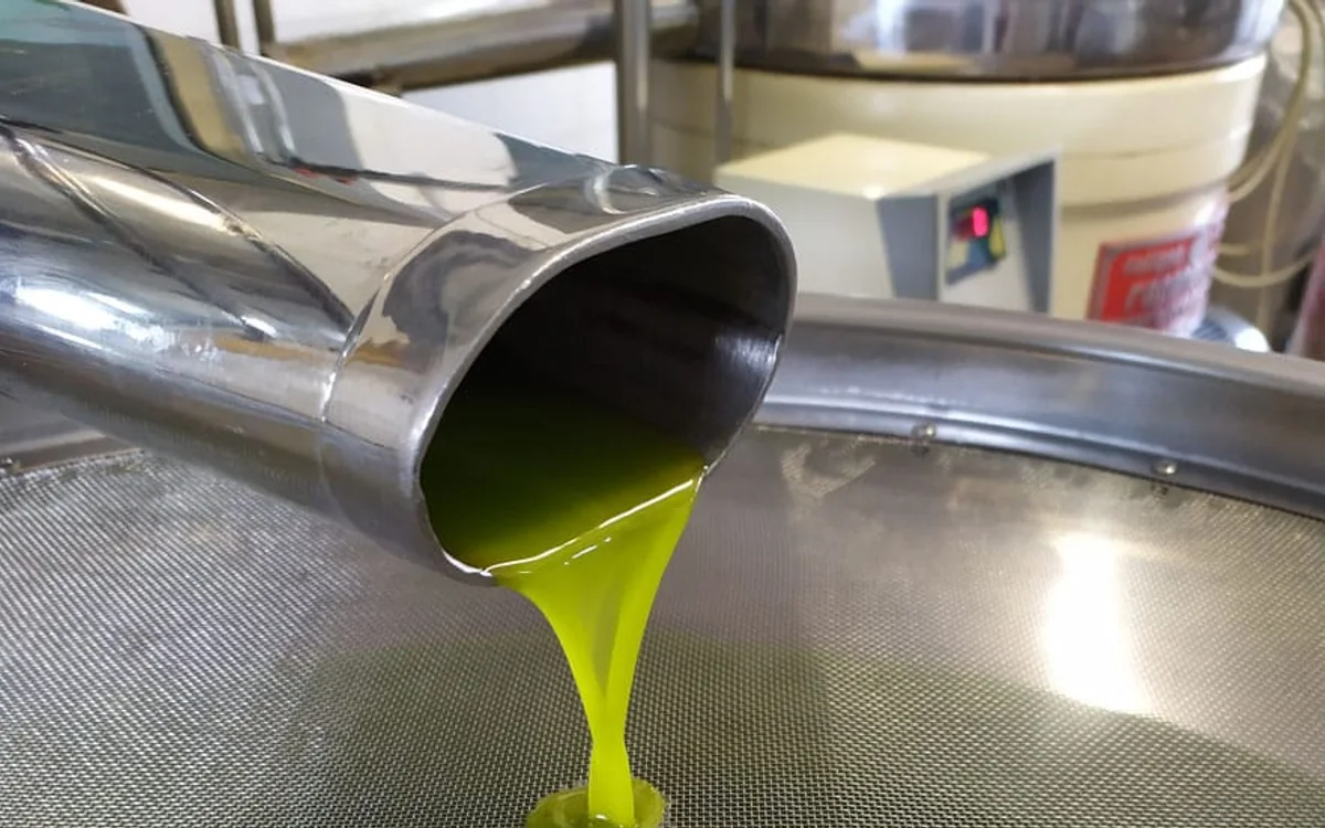 Olio extravergine che scende dal frantoio durante l’estrazione