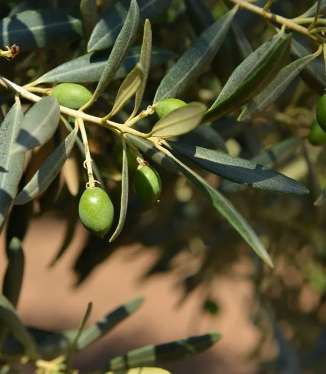 Ramo di ulivo carico di olive verdi sotto il sole di Sicilia