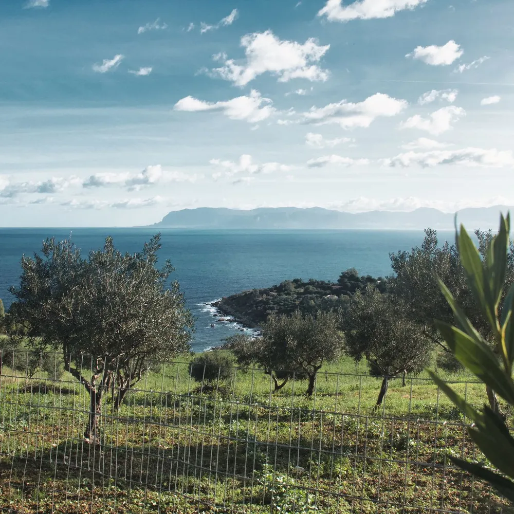 Ulivi siciliani affacciati sul mare, in un paesaggio della Sicilia